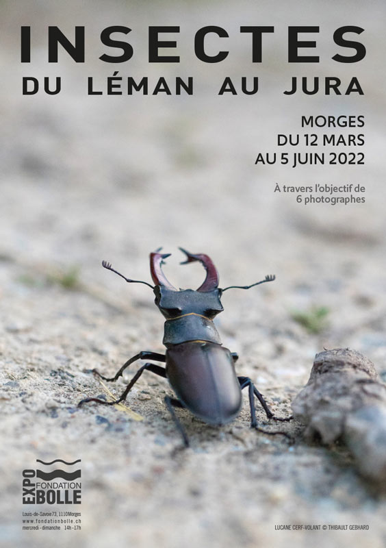 Insectes. du Léman au Jura - affiche